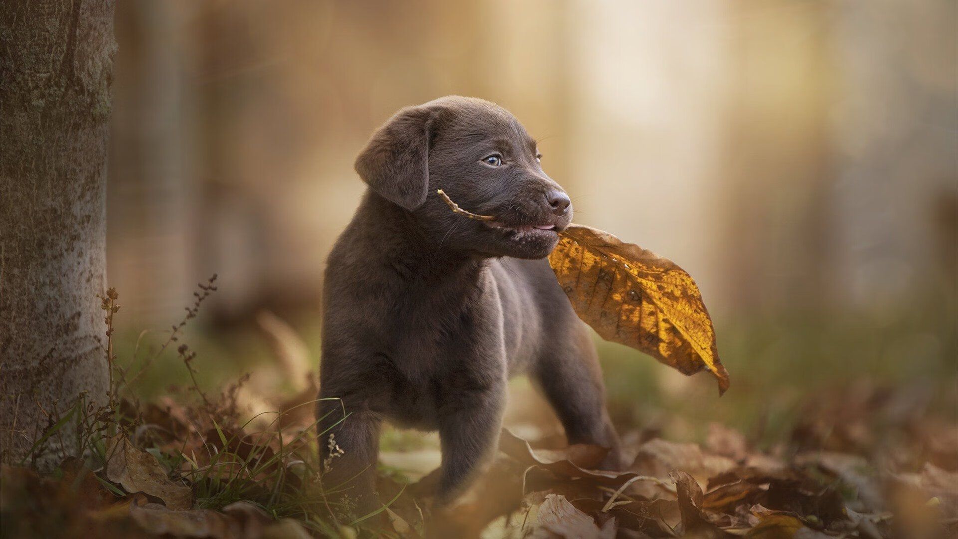你提到的这个对比非常精准—德约科维奇在2023年ATP总决赛的统治级表现，确实比他的美网夺冠更能定义他的伟大赛季，也更能体现他身为国家与团队支柱的唯一性