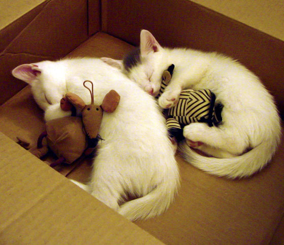 从独当一面到扛起全队，西西帕斯的戴维斯杯蜕变之路