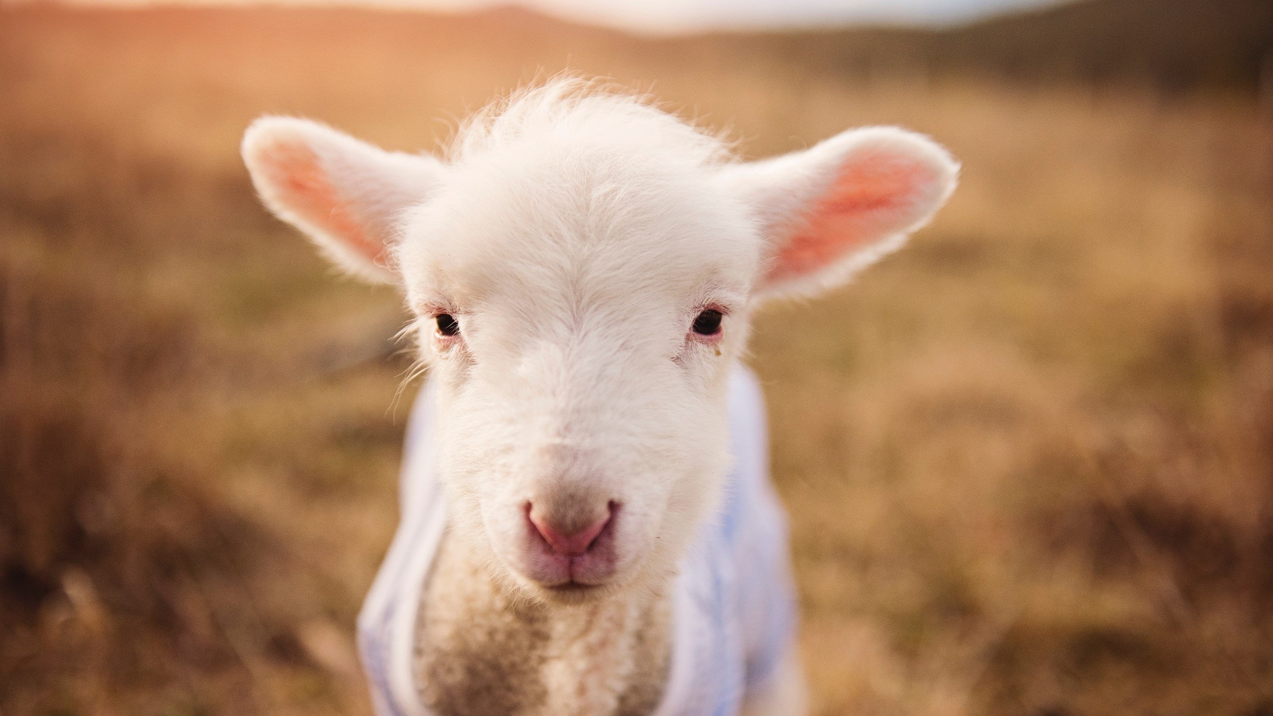 丹麦战马来西亚，亚洲风暴席卷安徒生故乡