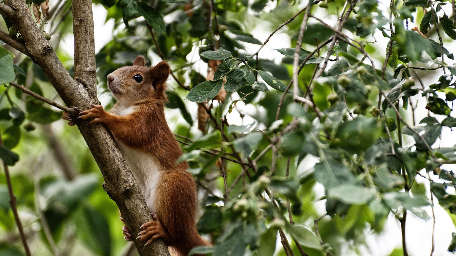 爱游戏-绝境之王撕裂之夜，孙铭徽最后八秒的利刃三分终结鹈鹕