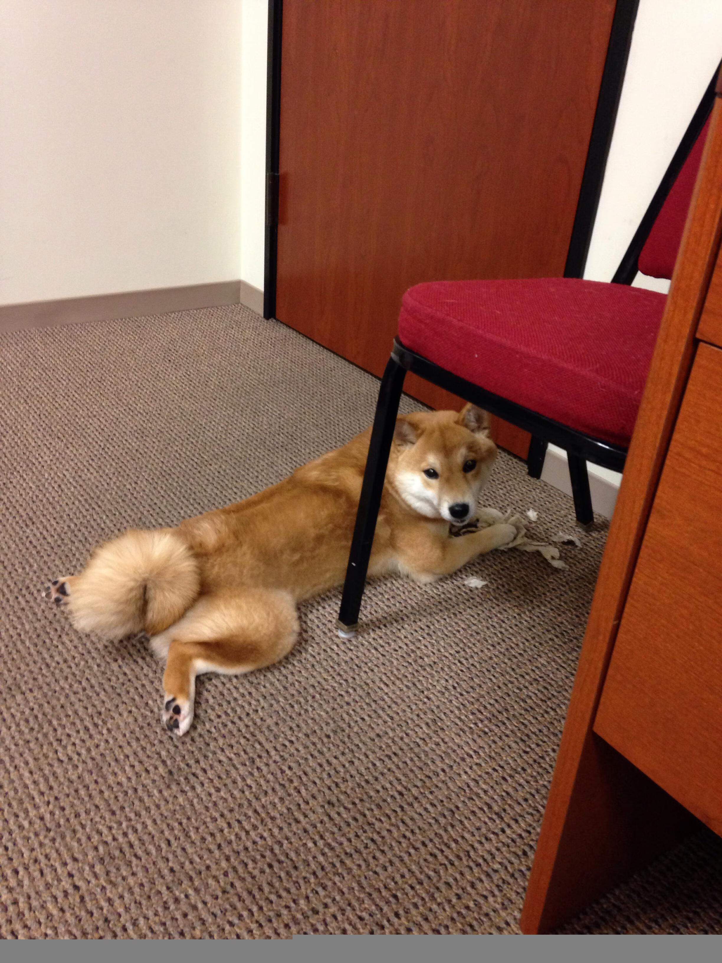 北境守护者与钢铁淬火，当凯尔特人遇上森林狼，德罗赞用评分拉满诠释何谓冷血优雅