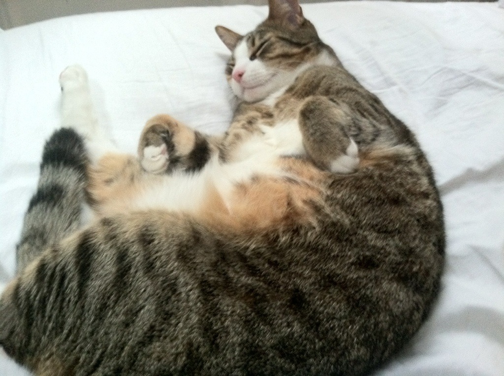 翡翠王座与钢铁权杖,当凯尔特人跨越雄鹿,小贾伦接管时代权柄