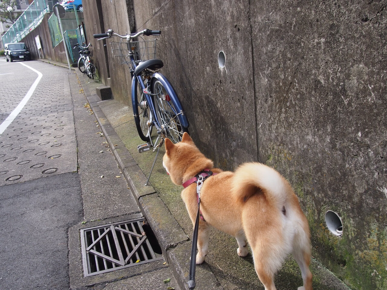 代码与极光的碰撞，欧冠半决赛的亚洲风暴