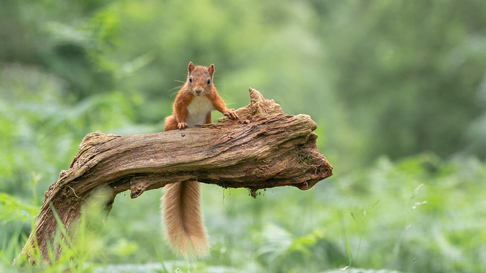 绿茵场外的世界杯,当丹佛高原的战术风暴席卷达拉斯—记一场定义时代的篮球焦点战