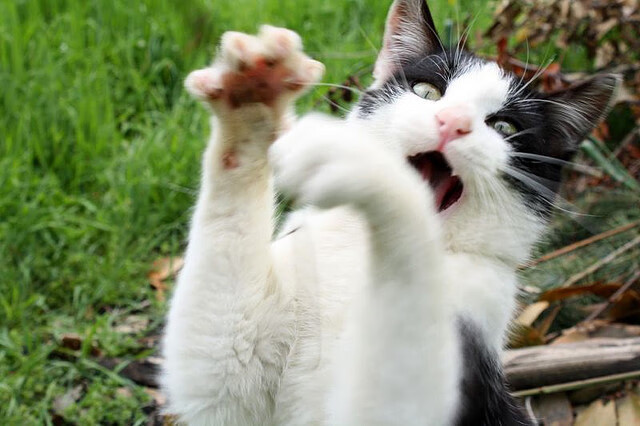 从阴影中绽放，卢卡库如何在对决法国之夜重写自己的命运