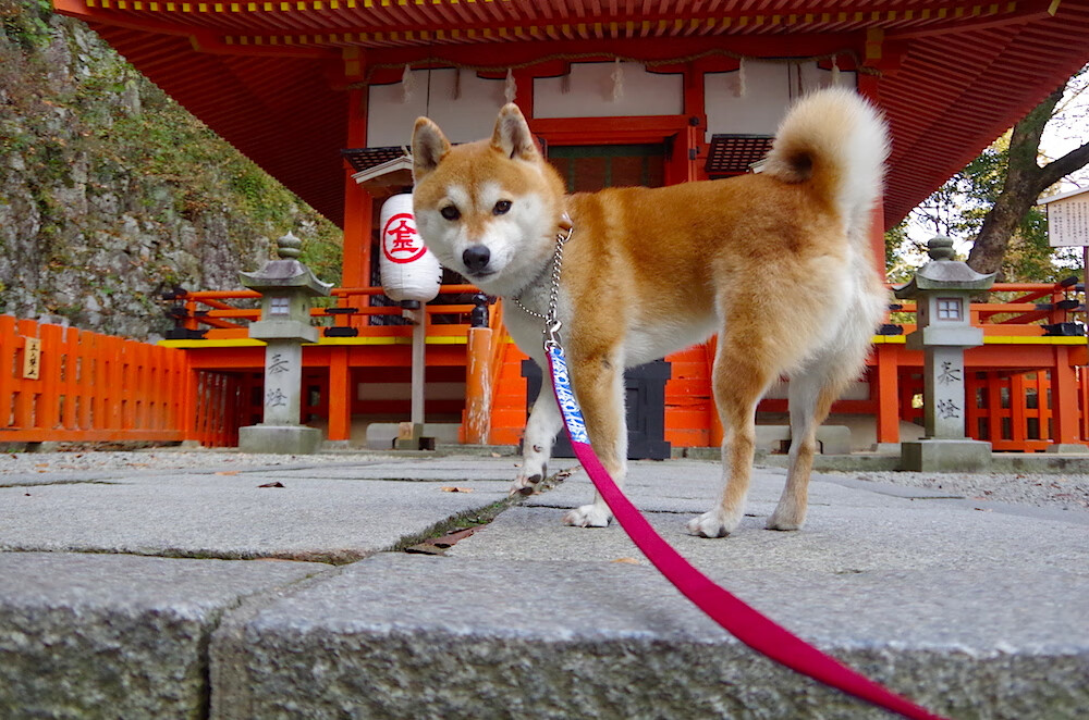 关键时刻的英雄，荷兰决胜牙买加，罗德里接管东决