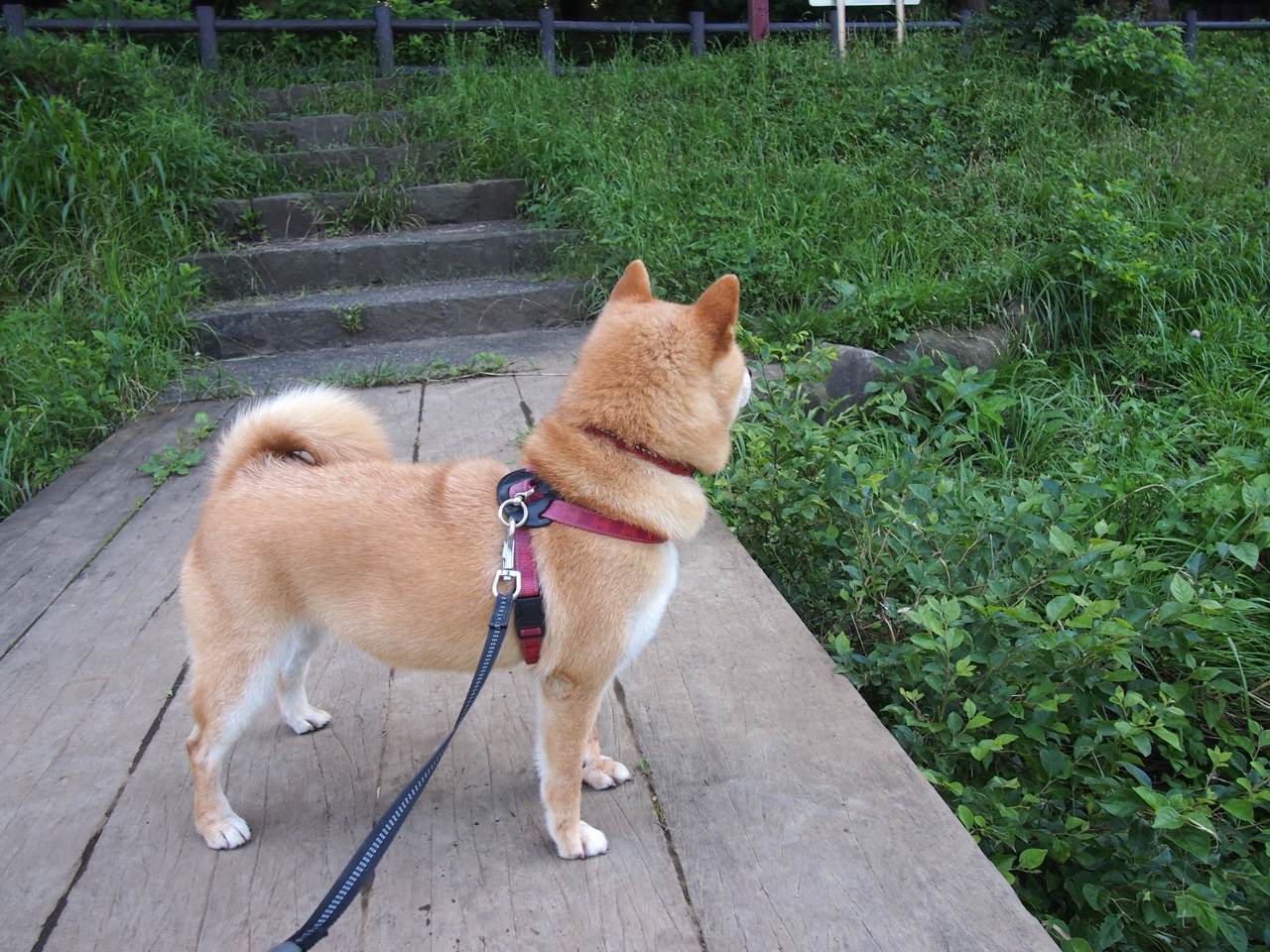 中场利刃出鞘，楚阿梅尼的降维打击与摩洛哥战术风暴如何肢解切尔西