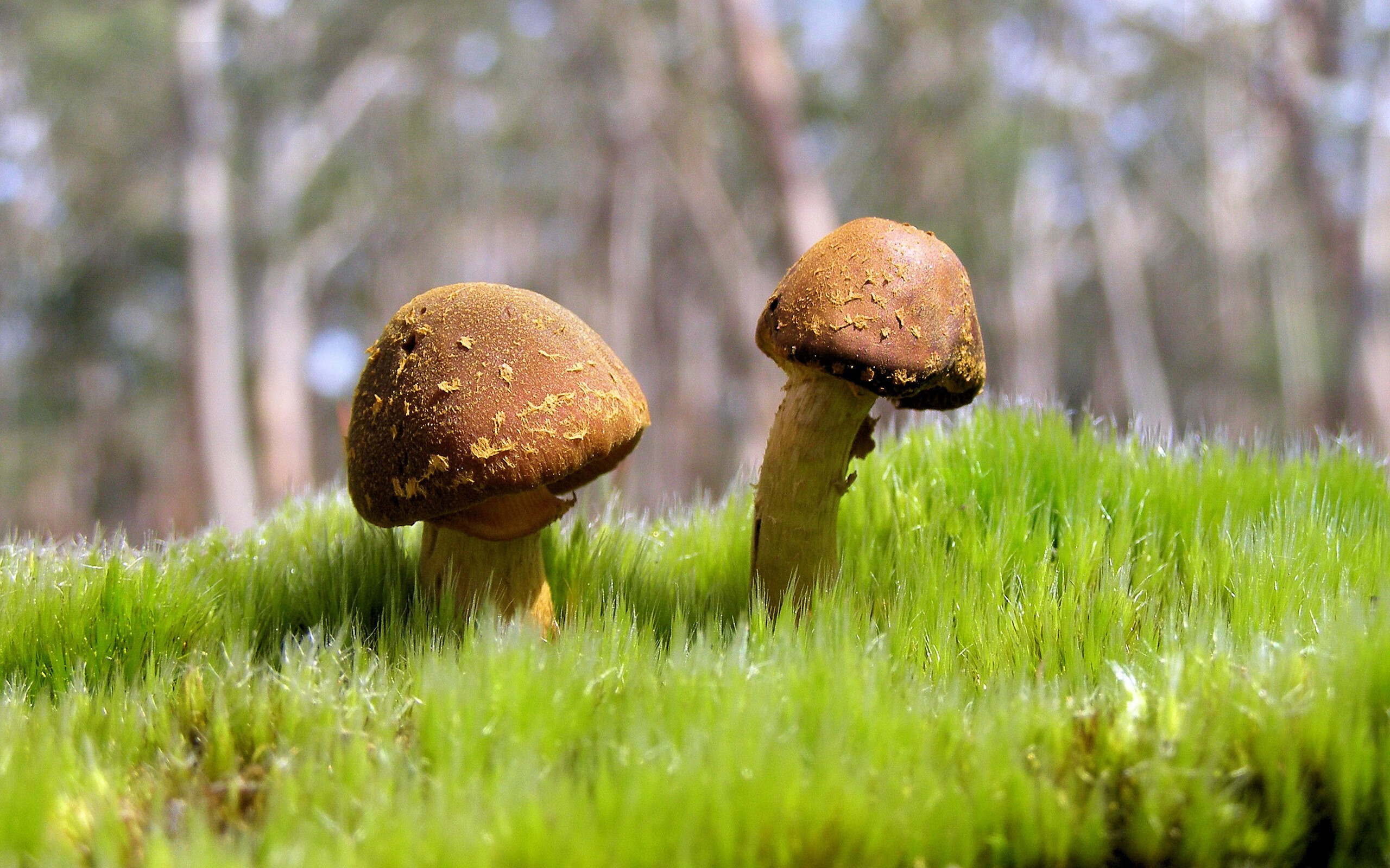 唯一的伊萨克，伤病狂潮中，他扛起残缺的国际米兰掀翻里昂