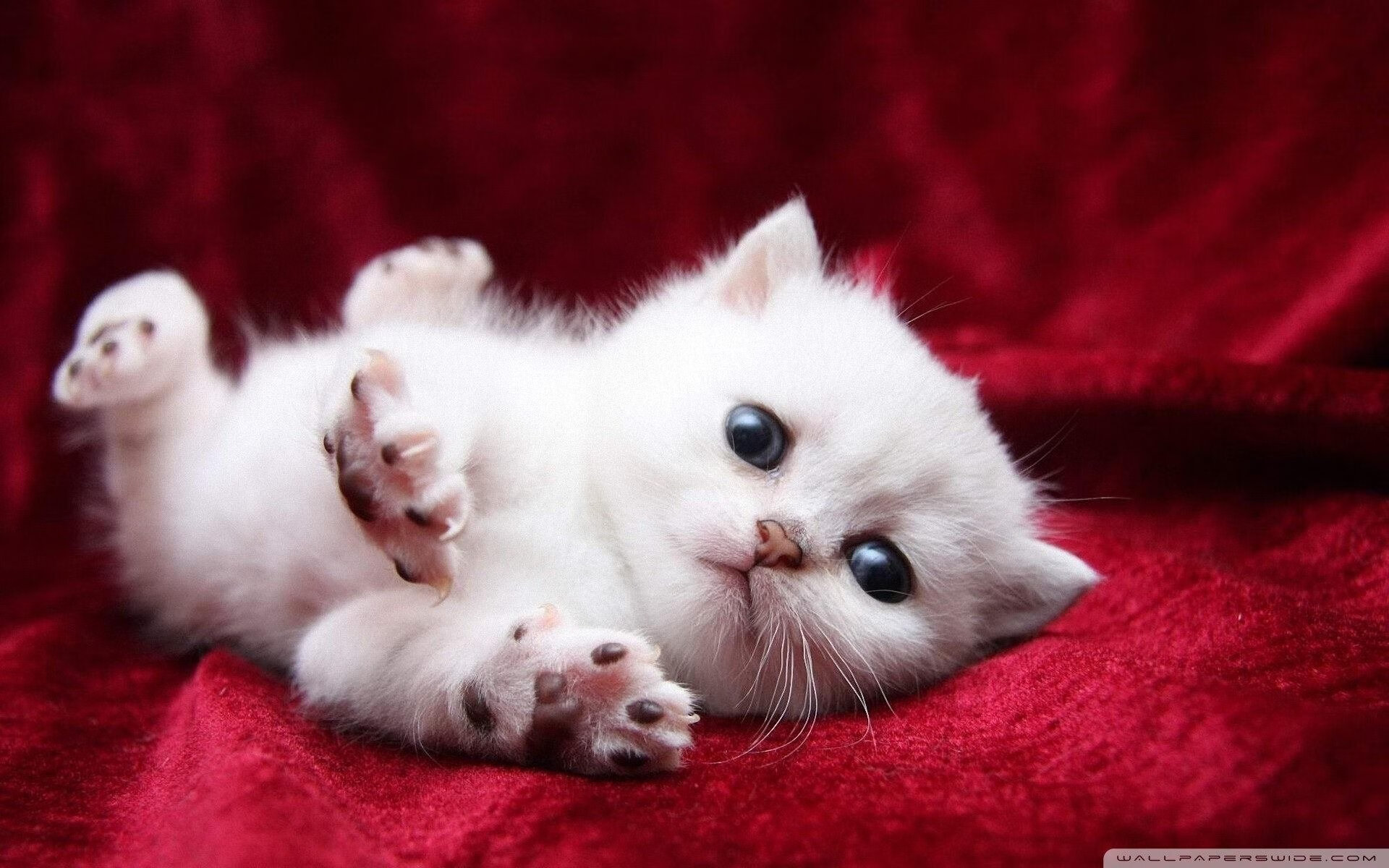 奥科吉变身奥纳纳,三分雨浇灭逆转星火