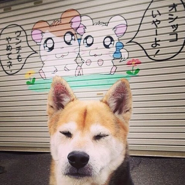 孤岛之盾,阿劳霍铸就的南半球铁壁,新西兰击溃摩洛哥的防守艺术