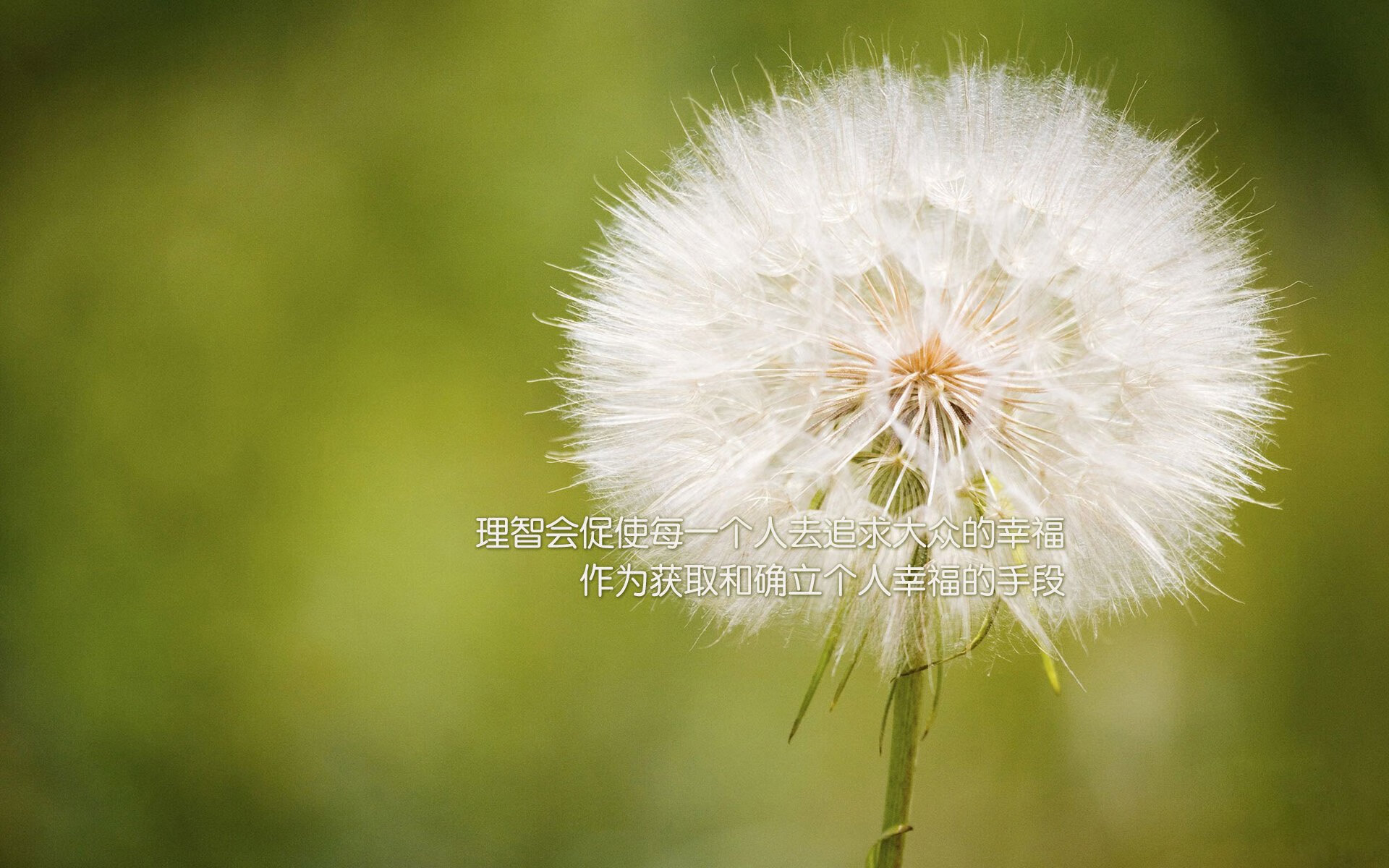 孤星耀世，2026世界杯生死战，哈兰德独舞碾碎比利时，墨西哥城见证新王加冕